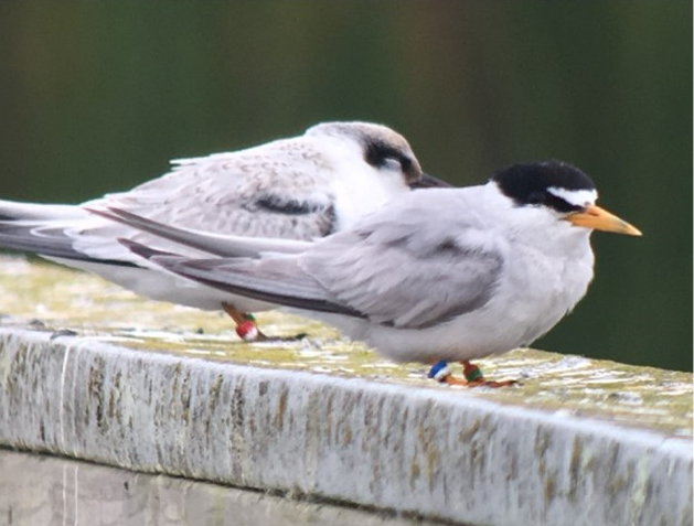 Photo of two California Least Terns